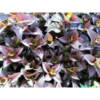 Hortenzia pílkatá - Hydrangea serrata ´Daradevil´ Co2L