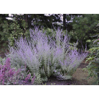 Perovskia atriplicifolia ´Little Spire´