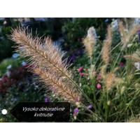 Perovec psiarkovitý - Pennisetum alopecuroides 'Little Bunny' V9