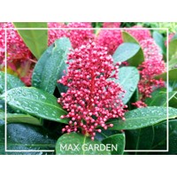 Skimia japonská' Rubella ' - Skimmia japonica ' Rubella'  P15  25/30