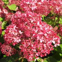 Hortenzia strom?ekovitá - Hydrangea arborescens 'Pink Percussion' - 20/30cm