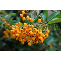 Hlohyňa šarlátová - Pyracantha ´Soleil d'Or´ Co2L 40+