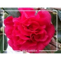 Kamélia Japonská  - Camellia japonica ´Lady Campbell´   30/40