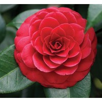 Kamélia Japonská  - Camellia japonica ´Lady Campbell´   30/40