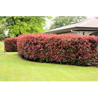 Červienka, Fotínia - Photinia fraseri Red Robin Co5L  60/80