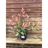 Červienka, Fotínia - Photinia fraseri Red Robin Co5L  60/80