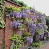 Vistéria vznešená  - Wisteria Floribunda ´ Yokohama Fuji ´  Co26 150/200