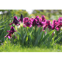 Kosatec nízky - Iris pumila ´Cherry Garden´