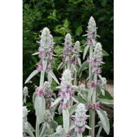 Stachys  byzantina - zajačie uško