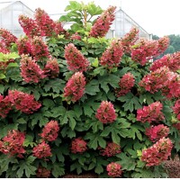 Hortenzia dubolistá -  Hydrangea quercifolia ´Amethyst´ - 30/40cm