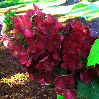 Hortenzia dubolistá -  Hydrangea quercifolia ´Amethyst´ - 30/40cm