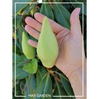 Magnólia veľkokvetá - Magnolia grandiflora ´Little Gem´ Co9L 50/70