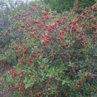 Viš?a krí?ková - Hybrid Prunus fruticosa x prunus cerasus ´CARMINE JEWEL´ - 90/100cm