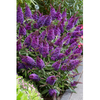 Buddleja davidii 'Butterfly Candy Little Lila'