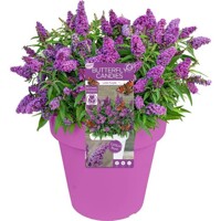 Buddleja davidii 'Butterfly Candy Little Lila'