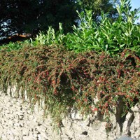 Skalník rozprestretý - Cotoneaster horizontalis