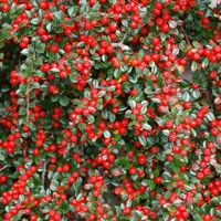 Skalník rozprestretý - Cotoneaster horizontalis