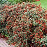 Skalník rozprestretý - Cotoneaster horizontalis