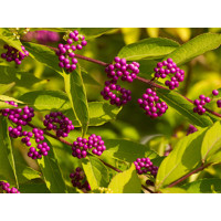 Krásnoplodka - Callicarpa bodinieri 'Profusion' Co3L 30/40