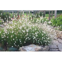 Gaura lindheimeri ´Gaudi White´ P13