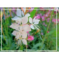 Gaura lindheimeri ´Gaudi White´ P13