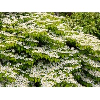 Kalina - Viburnum plicatum ´Kilimanjaro´Co2,5L 20/30