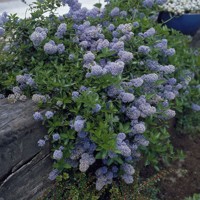 Ceanothus thyrsiflorus 'Repens' Co2L 20/30