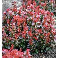  Dráč Thunbergov - Berberis thunbergii ´Bagatelle ´ Co2.5L 10/15