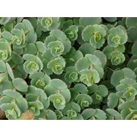 Sedum oreganum