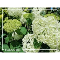 Hortenzia stromčekovitá - Hydrangea arborescens 'Annabelle' Co2L 20/30