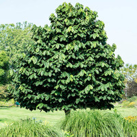 Asimina triloba (PAW-PAW) - 120/140cm