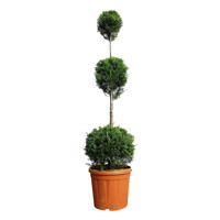 Cyprusovec leylandský  - Cupressocyparis leylandii ´Castlewellan Gold´-120/140cm (3x POM POM)