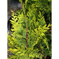 Cyprusovec leylandský  - Cupressocyparis leylandii ´Castlewellan Gold´-120/140cm (3x POM POM)