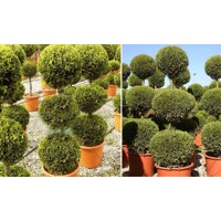 Cyprusovec leylandský  - Cupressocyparis leylandii ´Castlewellan Gold´-120/140cm (3x POM POM)