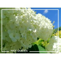 Hortenzia strom?ekovitá - Hydrangea arborescens 'Annabelle'