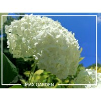 Hortenzia strom?ekovitá - Hydrangea arborescens 'Annabelle'