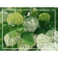 Hortenzia strom?ekovitá - Hydrangea arborescens 'Annabelle'