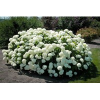Hortenzia strom?ekovitá - Hydrangea arborescens 'Annabelle'