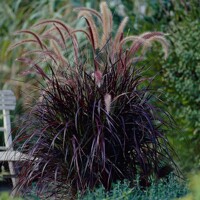 Pennisetum setaceum ´Rubrum´ P18