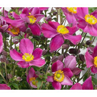Anemone ´Fantasy Red Riding Hood´