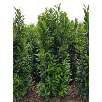 Vavrínovec lekársky - Prunus laurocerasus ´Elly´ 100+ Co5L