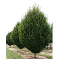 Hrab obyčajný - Carpinus betulus Fastigiata Co10.5L  150/200