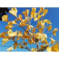 Ginko dvojlaločné - Ginko biloba 8/10