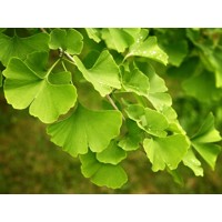 Ginko dvojlaločné - Ginko biloba 8/10