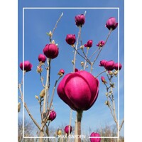 Magnolia 'Black Tulip' - 150+ cm