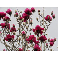 Magnolia 'Black Tulip' - 150+ cm