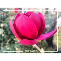 Magnolia 'Black Tulip' - 150+ cm
