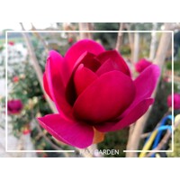 Magnolia 'Black Tulip' - 150+ cm