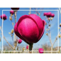 Magnolia 'Black Tulip' - 150+ cm