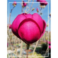 Magnolia 'Black Tulip' - 150+ cm